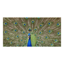 Pfau Individuelle Photo Karte