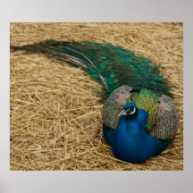 Pfau Plakatdrucke
