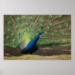 Pfau Plakatdrucke