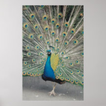Pfau Posterdrucke