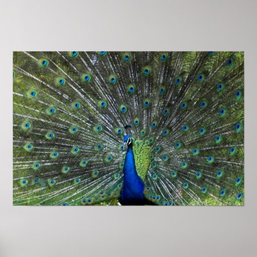 Pfau Strutting Posterdrucke