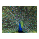 Pfau Strutting Postkarte