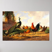 Pfau und Hühner Poster