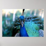 Pfaublaukopf auf Bild Posterdruck