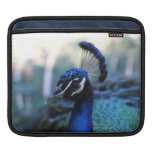 Pfaumännlicher Headshot gedreht zu dem links iPad Sleeve