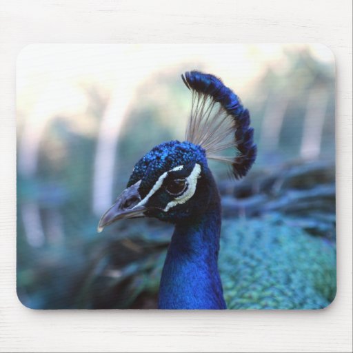 Pfaumännlicher Headshot gedreht zu dem links Mousepad