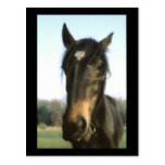Pferd, Dunwich, England - Postkarte