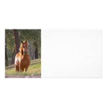 Pferd im Holz Foto Karten Vorlage