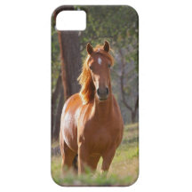Pferd im Holz iPhone 5 Etui