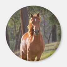 Pferd im Holz Magnets
