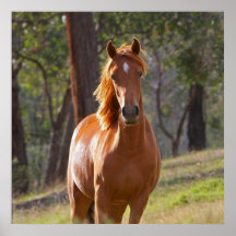 Pferd im Holz Plakatdrucke