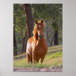 Pferd im Holzplakatdruck VON 8,99