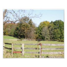 Pferd lassen photographischen Druck 10x8 weiden
