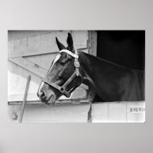 Pferd Plakate