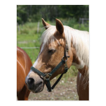 Pferd Postkarte