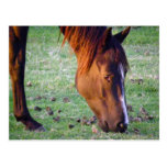 Pferd Postkarte