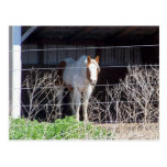 Pferd Postkarte
