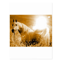 Pferd Postkarte
