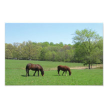 Pferde auf dem Gebiet mit Bäumen und Teich Kunstphoto