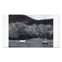 Pferde auf der Büffel-Straße Kunstfotos