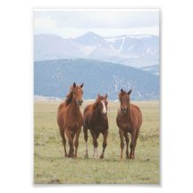 Pferdetrio in Rockies Photo