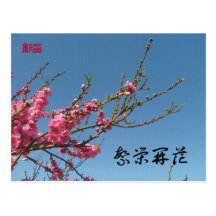 Pfirsich-Blüten-Baum Postkarte