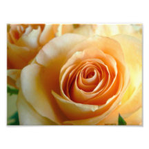 Pfirsich farbige Rosen-Blume Foto
