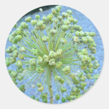 Pflanze mit den grünen Knospen Sticker