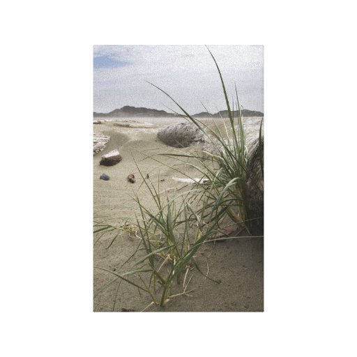Pflanzen auf dem Strand (Leinwanddruck)