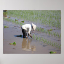 Pflanzen des Reises auf den Gebieten von Vietnam Plakatdrucke