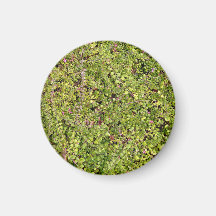 Pflanzen mit kleinen Früchten Magnets