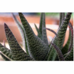 Pflanzen-stachelige Aloe Foto Figur