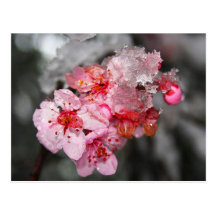 Pflaumen-Blüten u. Schnee Postkarten