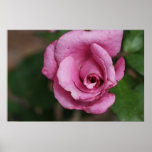 Pflaumen-Rosen-Natur-Plakat
