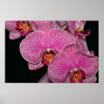 Pflaumephalaenopsis-Blumen Posterdrucke