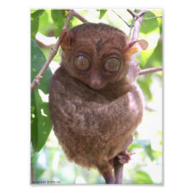 Philippinischer Tarsier Foto-Druck