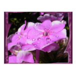 Phlox nach einer Dusche ~ Postkarte