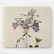 Phlox reptans mauspads