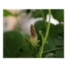 Photographischer Druck der Pfefferminz-Drehungs-10