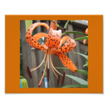 Photographischer Druck der Tiger-Lilien-10x8