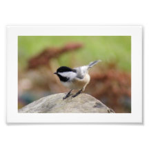 Photographischer Druck des Chickadee-7x5