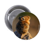 pika anstecknadel