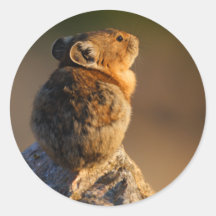 pika aufkleber