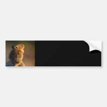 pika autoaufkleber