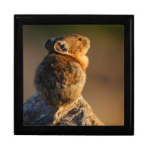 Pika im Sonnenunterganglicht Erinnerungskisten