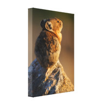 Pika im Sonnenunterganglicht Leinwand Drucke