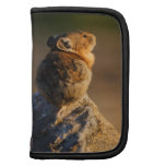 Pika im Sonnenunterganglicht Mappe