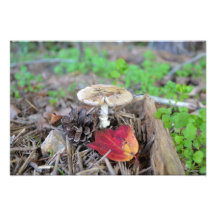 Pilz-Blatt Fotos