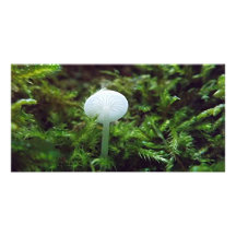 Pilz Photokarte