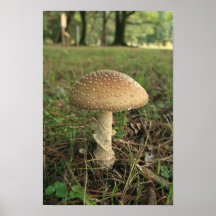 Pilz Posterdrucke